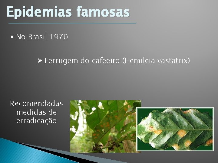 Epidemias famosas § No Brasil 1970 Ø Ferrugem do cafeeiro (Hemileia vastatrix) Recomendadas medidas Epidemias famosas § No Brasil 1970 Ø Ferrugem do cafeeiro (Hemileia vastatrix) Recomendadas medidas