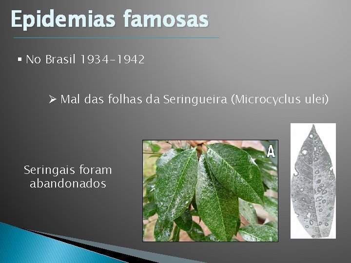 Epidemias famosas § No Brasil 1934 -1942 Ø Mal das folhas da Seringueira (Microcyclus Epidemias famosas § No Brasil 1934 -1942 Ø Mal das folhas da Seringueira (Microcyclus