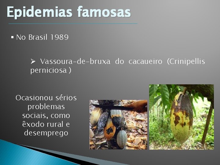 Epidemias famosas § No Brasil 1989 Ø Vassoura-de-bruxa do cacaueiro (Crinipellis perniciosa ) Ocasionou Epidemias famosas § No Brasil 1989 Ø Vassoura-de-bruxa do cacaueiro (Crinipellis perniciosa ) Ocasionou