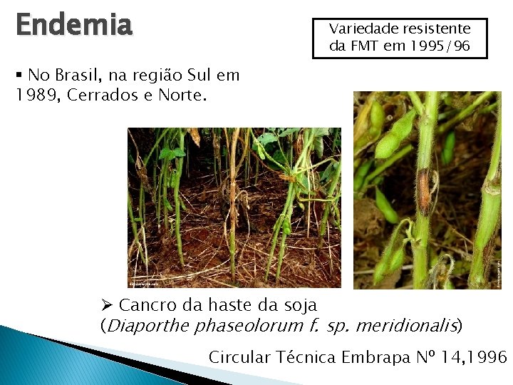 Endemia Variedade resistente da FMT em 1995/96 § No Brasil, na região Sul em Endemia Variedade resistente da FMT em 1995/96 § No Brasil, na região Sul em
