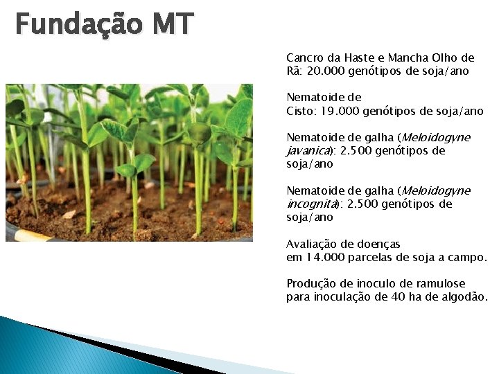 Fundação MT Cancro da Haste e Mancha Olho de Rã: 20. 000 genótipos de Fundação MT Cancro da Haste e Mancha Olho de Rã: 20. 000 genótipos de
