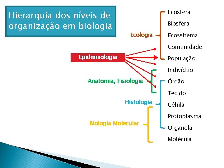 Hierarquia dos níveis de organização em biologia Ecosfera Biosfera Ecologia Ecossitema Comunidade Epidemiologia População Hierarquia dos níveis de organização em biologia Ecosfera Biosfera Ecologia Ecossitema Comunidade Epidemiologia População