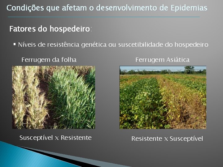 Condições que afetam o desenvolvimento de Epidemias Fatores do hospedeiro: § Níveis de resistência Condições que afetam o desenvolvimento de Epidemias Fatores do hospedeiro: § Níveis de resistência