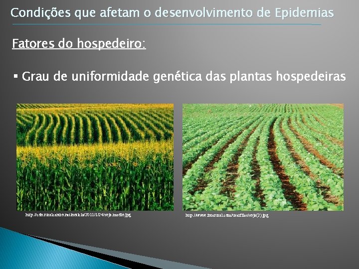 Condições que afetam o desenvolvimento de Epidemias Fatores do hospedeiro: § Grau de uniformidade Condições que afetam o desenvolvimento de Epidemias Fatores do hospedeiro: § Grau de uniformidade