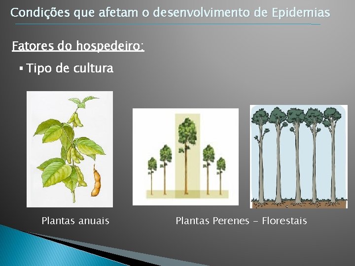 Condições que afetam o desenvolvimento de Epidemias Fatores do hospedeiro: § Tipo de cultura Condições que afetam o desenvolvimento de Epidemias Fatores do hospedeiro: § Tipo de cultura