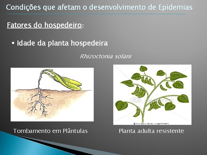 Condições que afetam o desenvolvimento de Epidemias Fatores do hospedeiro: § Idade da planta Condições que afetam o desenvolvimento de Epidemias Fatores do hospedeiro: § Idade da planta