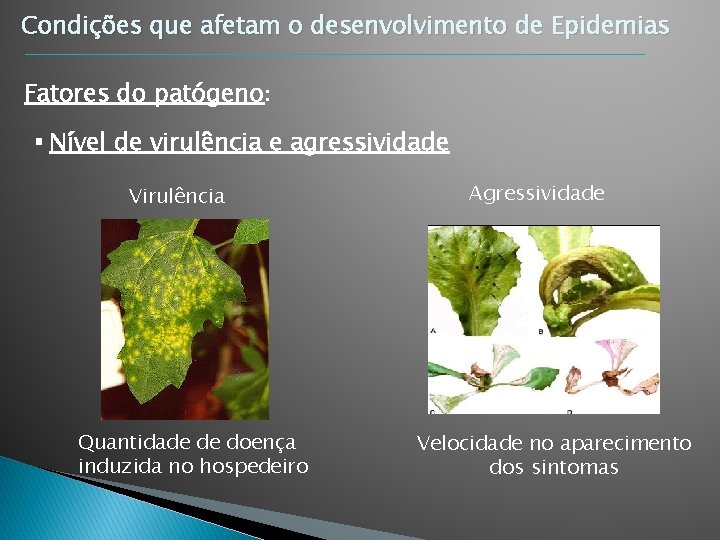 Condições que afetam o desenvolvimento de Epidemias Fatores do patógeno: § Nível de virulência Condições que afetam o desenvolvimento de Epidemias Fatores do patógeno: § Nível de virulência
