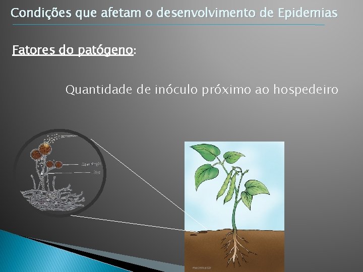 Condições que afetam o desenvolvimento de Epidemias Fatores do patógeno: Quantidade de inóculo próximo Condições que afetam o desenvolvimento de Epidemias Fatores do patógeno: Quantidade de inóculo próximo