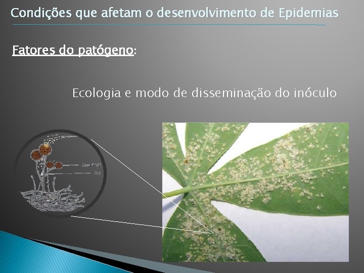 Condições que afetam o desenvolvimento de Epidemias Fatores do patógeno: Ecologia e modo de Condições que afetam o desenvolvimento de Epidemias Fatores do patógeno: Ecologia e modo de