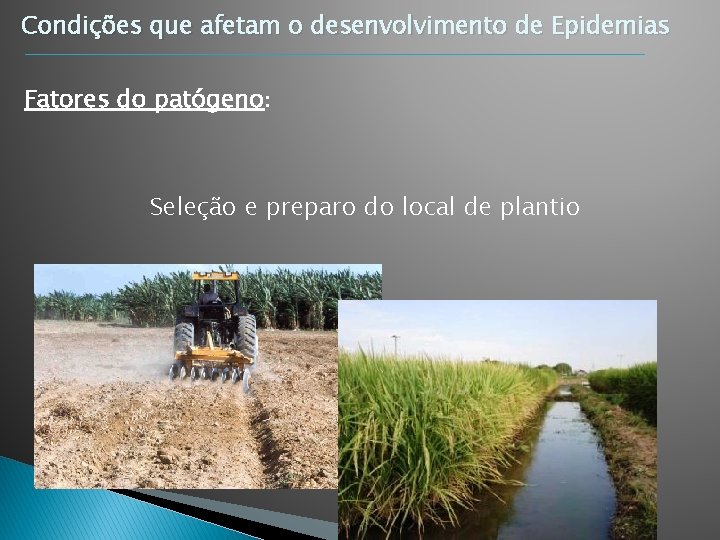 Condições que afetam o desenvolvimento de Epidemias Fatores do patógeno: Seleção e preparo do Condições que afetam o desenvolvimento de Epidemias Fatores do patógeno: Seleção e preparo do
