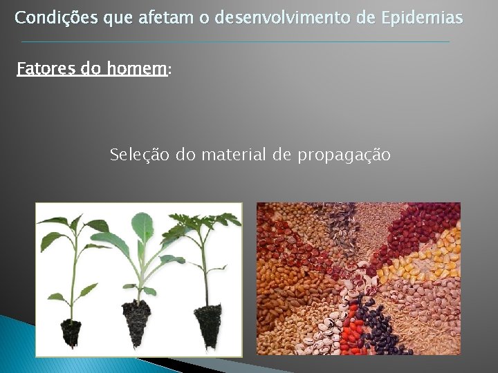 Condições que afetam o desenvolvimento de Epidemias Fatores do homem: Seleção do material de Condições que afetam o desenvolvimento de Epidemias Fatores do homem: Seleção do material de
