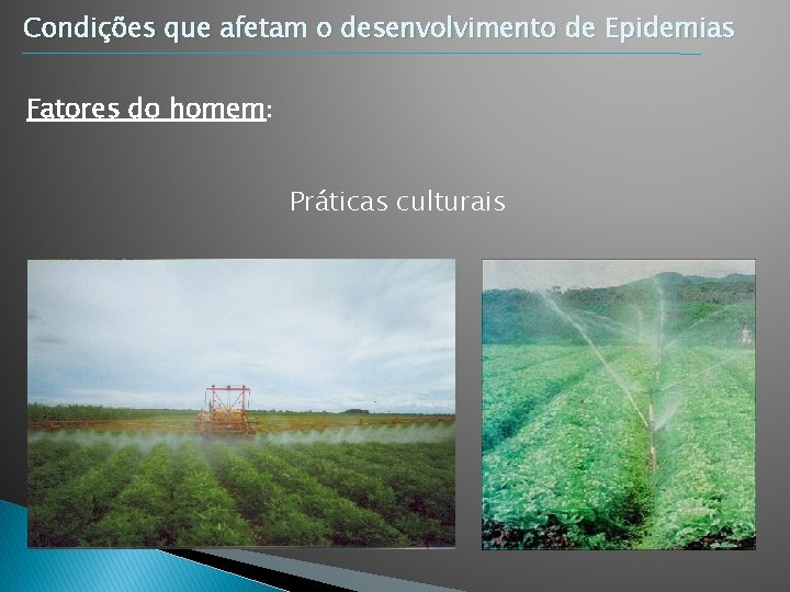 Condições que afetam o desenvolvimento de Epidemias Fatores do homem: Práticas culturais Condições que afetam o desenvolvimento de Epidemias Fatores do homem: Práticas culturais
