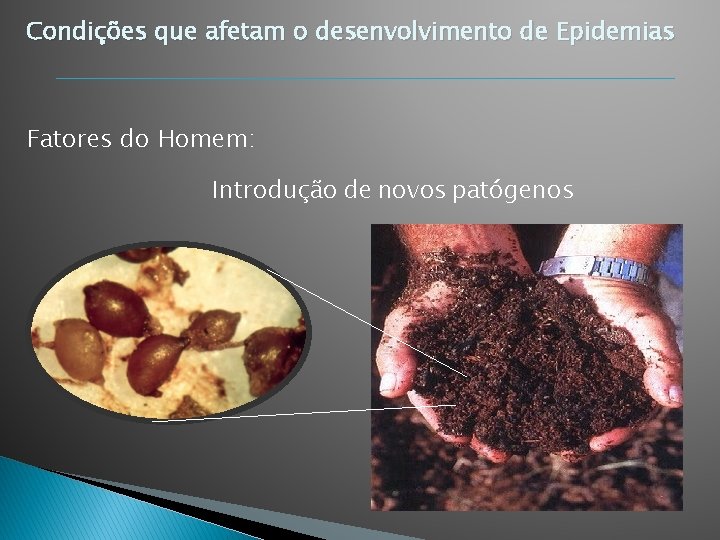 Condições que afetam o desenvolvimento de Epidemias Fatores do Homem: Introdução de novos patógenos Condições que afetam o desenvolvimento de Epidemias Fatores do Homem: Introdução de novos patógenos