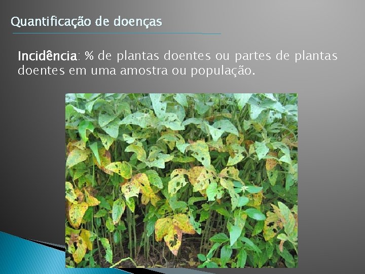 Quantificação de doenças Incidência: % de plantas doentes ou partes de plantas doentes em Quantificação de doenças Incidência: % de plantas doentes ou partes de plantas doentes em