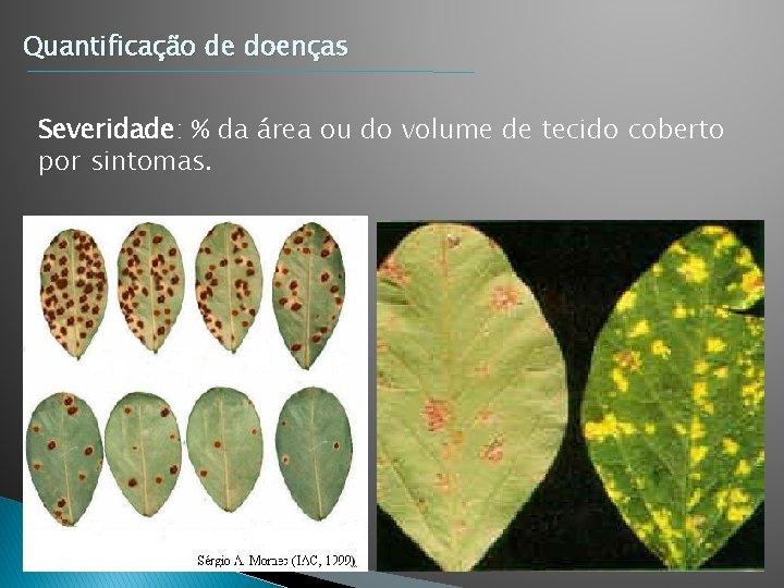 Quantificação de doenças Severidade: % da área ou do volume de tecido coberto por Quantificação de doenças Severidade: % da área ou do volume de tecido coberto por