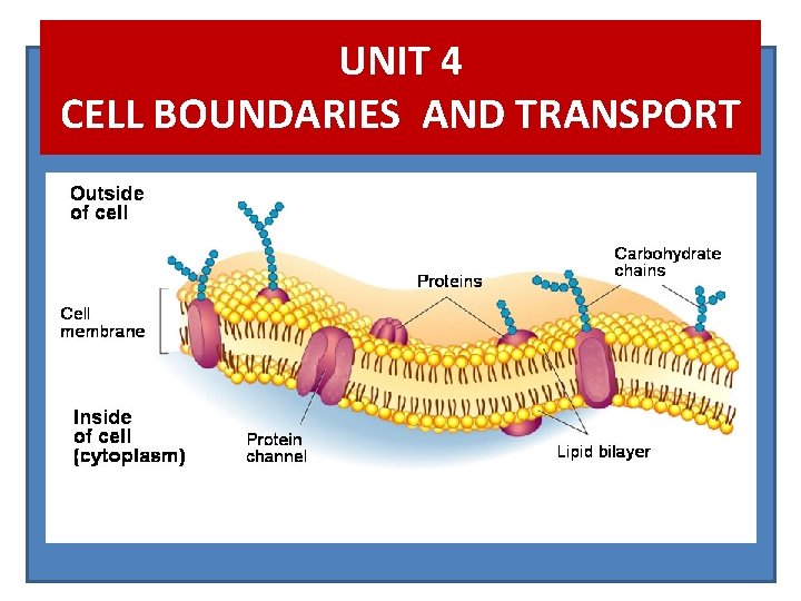 UNIT 4 CELL BOUNDARIES AND TRANSPORT 