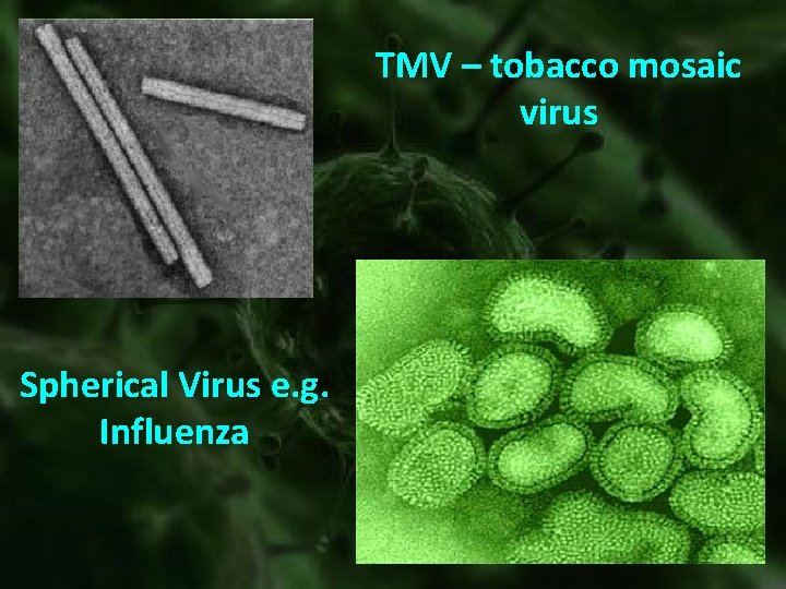 TMV – tobacco mosaic virus Spherical Virus e. g. Influenza 