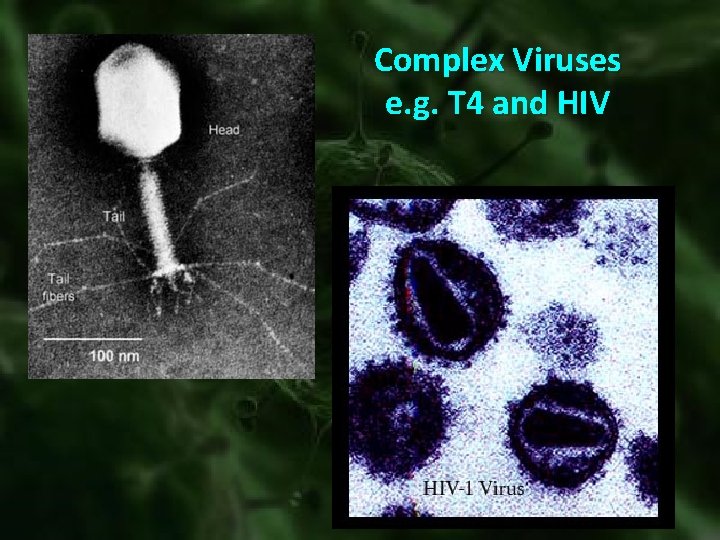 Complex Viruses e. g. T 4 and HIV 