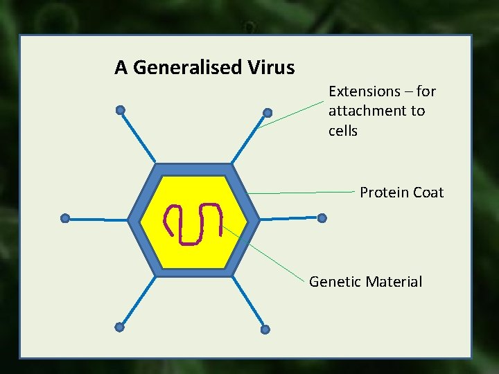 A Generalised Virus Extensions – for attachment to cells Protein Coat Genetic Material 