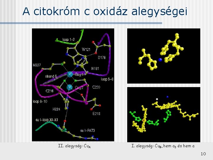 A citokróm c oxidáz alegységei II. alegység: Cu. A I. alegység: Cu. B, hem