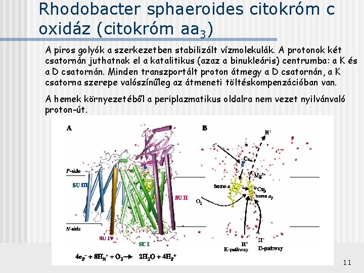 Rhodobacter sphaeroides citokróm c oxidáz (citokróm aa 3) A piros golyók a szerkezetben stabilizált