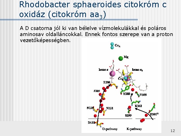 Rhodobacter sphaeroides citokróm c oxidáz (citokróm aa 3) A D csatorna jól ki van