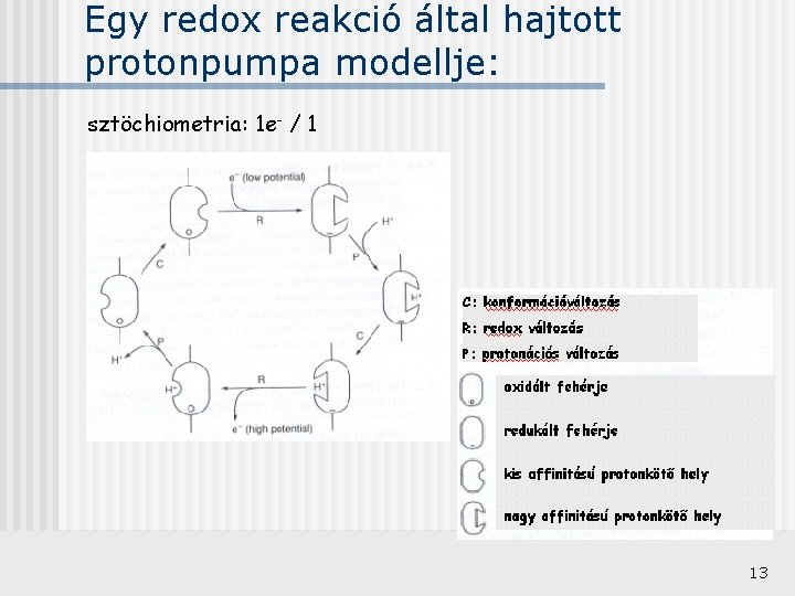 Egy redox reakció által hajtott protonpumpa modellje: sztöchiometria: 1 e- / 1 13 