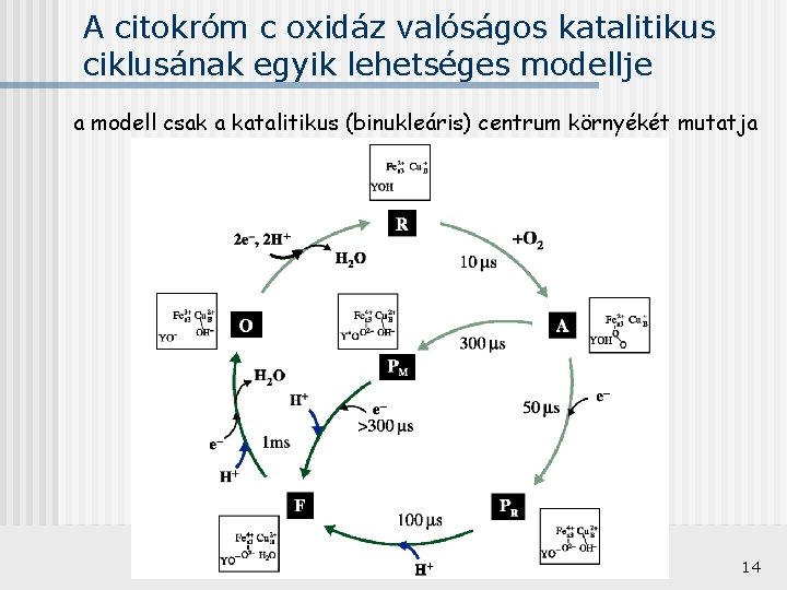 A citokróm c oxidáz valóságos katalitikus ciklusának egyik lehetséges modellje a modell csak a