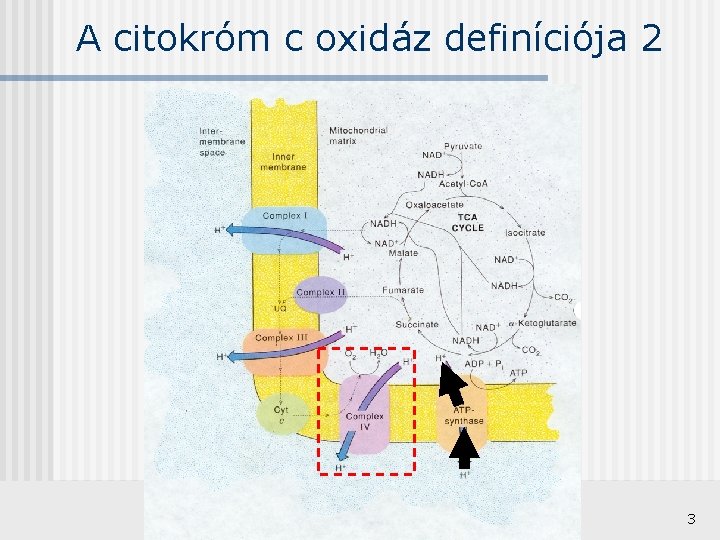 A citokróm c oxidáz definíciója 2 3 