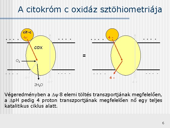 A citokróm c oxidáz sztöhiometriája cit-c + + 4 e- + + COX -