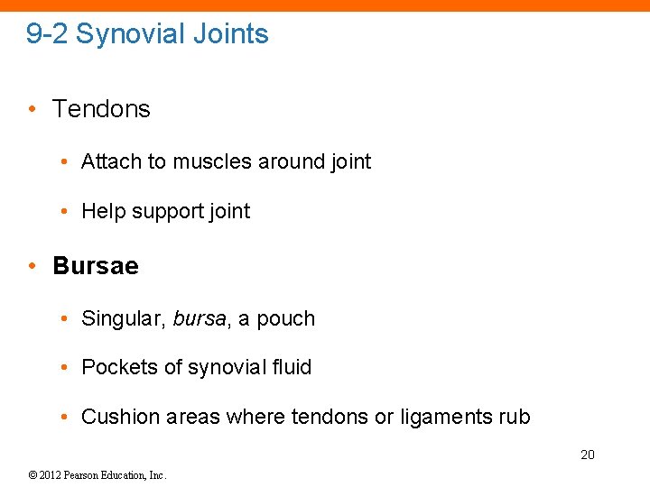 9 -2 Synovial Joints • Tendons • Attach to muscles around joint • Help