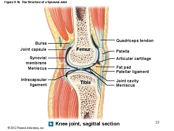 Figure 9 -1 b The Structure of a Synovial Joint Bursa Joint capsule Quadriceps