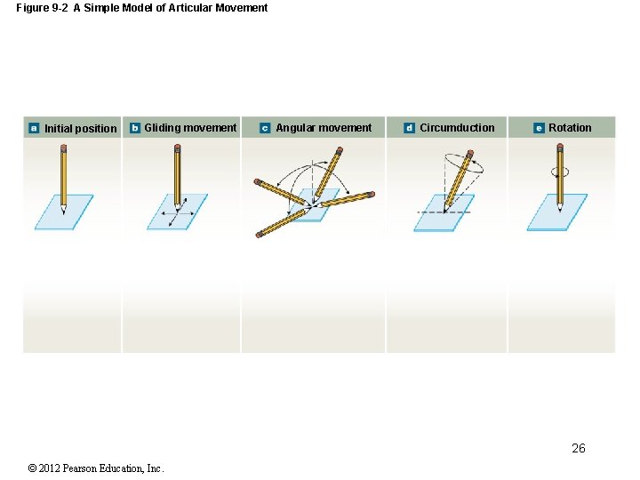 Figure 9 -2 A Simple Model of Articular Movement Initial position Gliding movement Angular