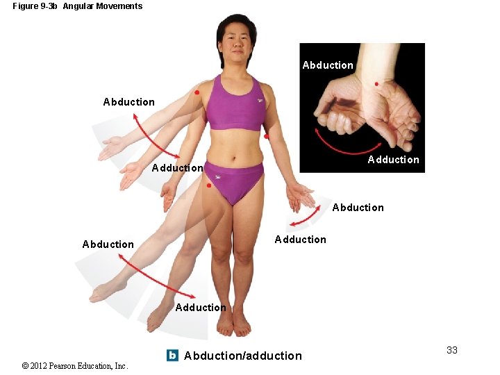 Figure 9 -3 b Angular Movements Abduction Adduction © 2012 Pearson Education, Inc. Abduction/adduction