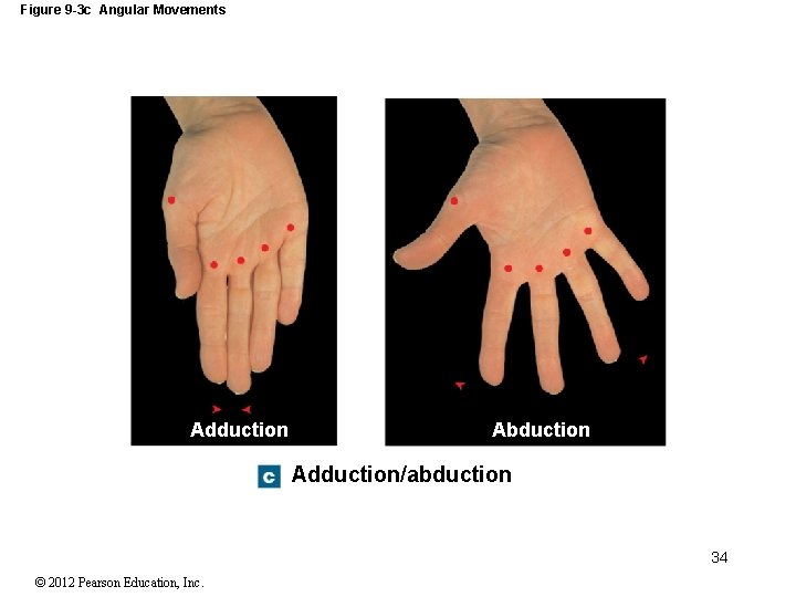 Figure 9 -3 c Angular Movements Adduction Abduction Adduction/abduction 34 © 2012 Pearson Education,