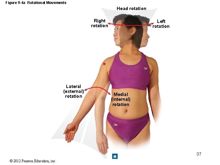 Figure 9 -4 a Rotational Movements Head rotation Right rotation Lateral (external) rotation Left