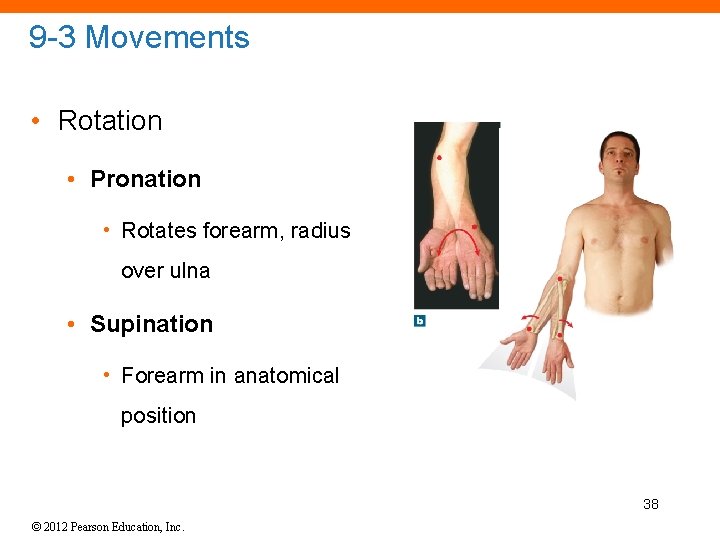 9 -3 Movements • Rotation • Pronation • Rotates forearm, radius over ulna •