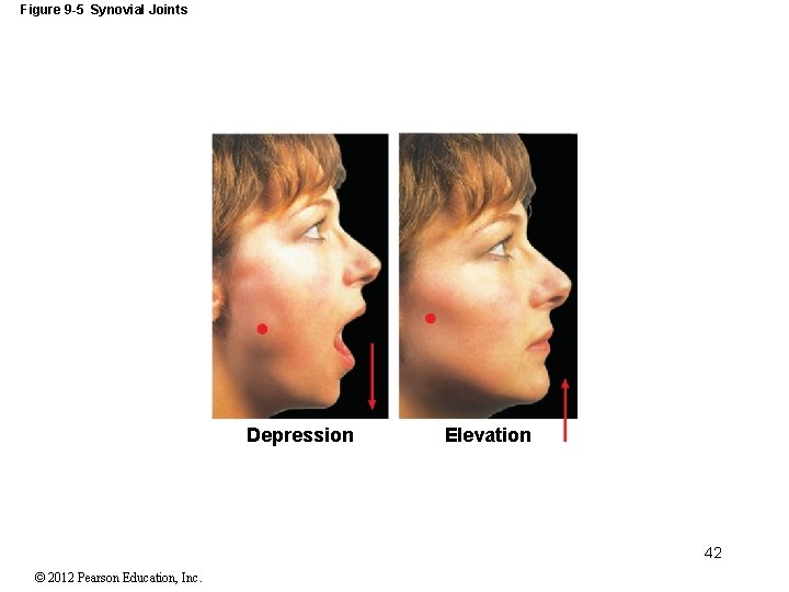 Figure 9 -5 Synovial Joints Depression Elevation 42 © 2012 Pearson Education, Inc. 