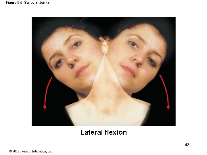 Figure 9 -5 Synovial Joints Lateral flexion 43 © 2012 Pearson Education, Inc. 