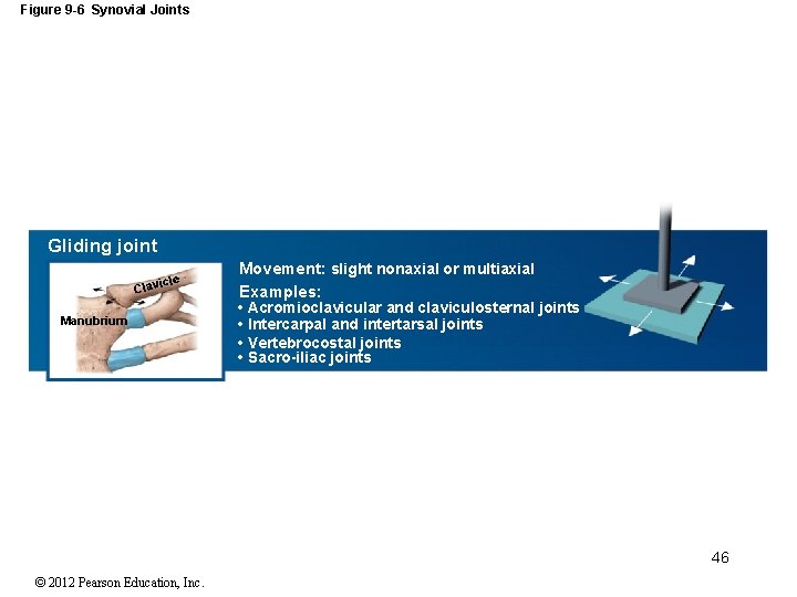 Figure 9 -6 Synovial Joints Gliding joint le lavic C Manubrium Movement: slight nonaxial