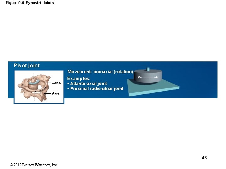 Figure 9 -6 Synovial Joints Pivot joint Movement: monaxial (rotation) Examples: Atlas • Atlanto-axial