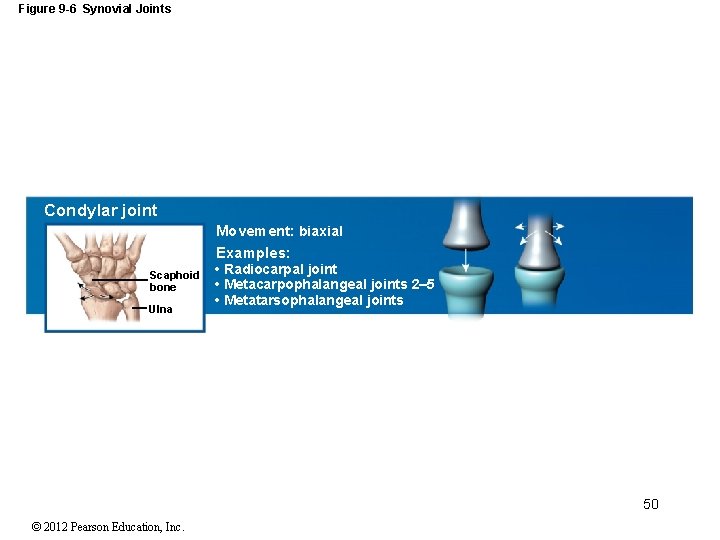 Figure 9 -6 Synovial Joints Condylar joint Movement: biaxial Examples: Scaphoid bone Ulna •