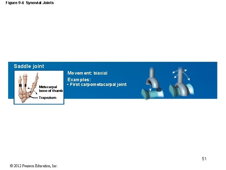 Figure 9 -6 Synovial Joints Saddle joint Movement: biaxial Examples: III II Metacarpal bone