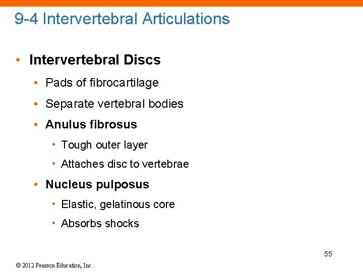 9 -4 Intervertebral Articulations • Intervertebral Discs • Pads of fibrocartilage • Separate vertebral