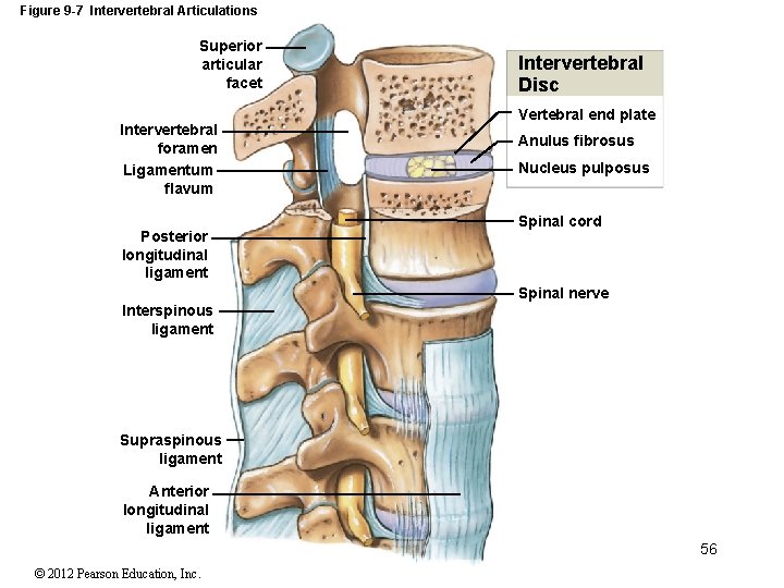 Figure 9 -7 Intervertebral Articulations Superior articular facet Intervertebral foramen Ligamentum flavum Posterior longitudinal