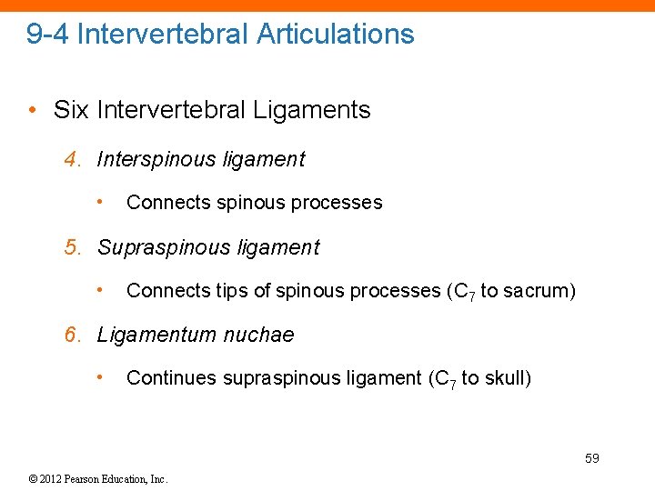 9 -4 Intervertebral Articulations • Six Intervertebral Ligaments 4. Interspinous ligament • Connects spinous