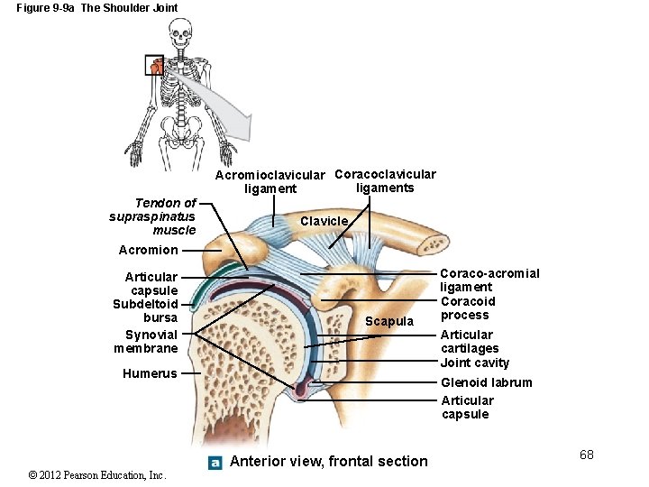 Figure 9 -9 a The Shoulder Joint Acromioclavicular Coracoclavicular ligaments ligament Tendon of supraspinatus