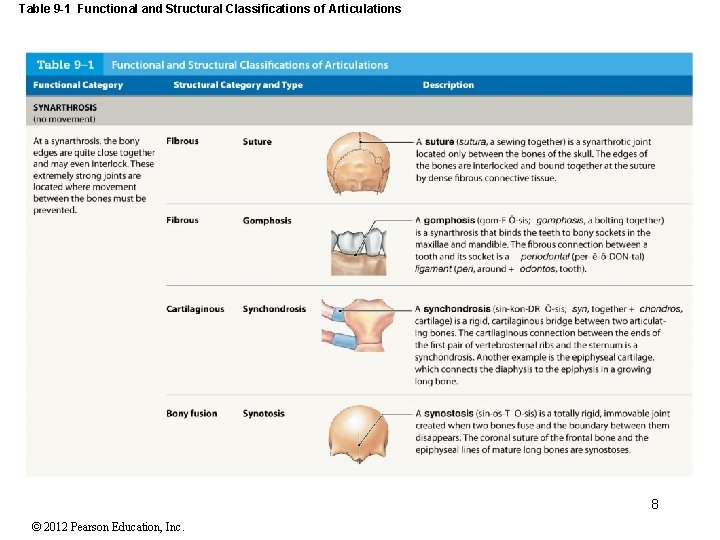 Table 9 -1 Functional and Structural Classifications of Articulations 8 © 2012 Pearson Education,