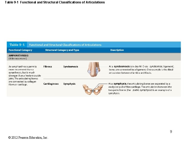 Table 9 -1 Functional and Structural Classifications of Articulations 9 © 2012 Pearson Education,