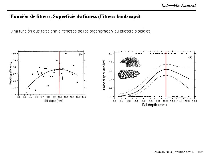 Selección Natural Función de fitness, Superficie de fitness (Fitness landscape) Una función que relaciona